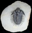Amazing Spiny Comura Trilobite - #9469-8